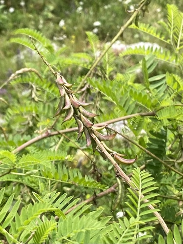 Astragalus falcatus, photograph 1