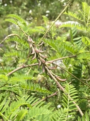 Astragalus falcatus