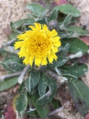 Pilosella officinarum