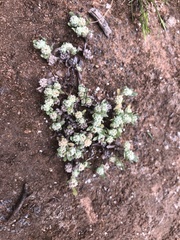 Psilocarphus tenellus