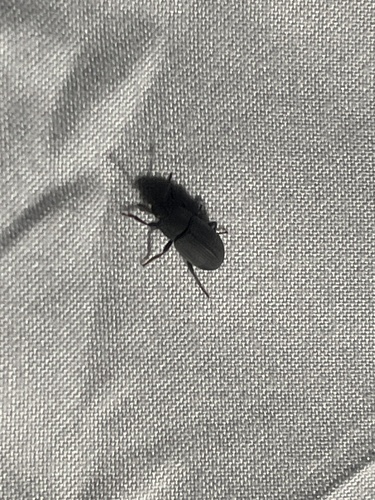 Blapstinus