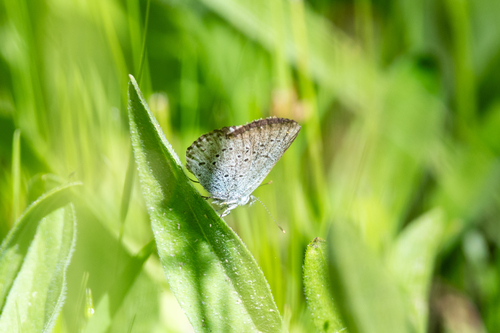 iNaturalist observation photo of Greenish Blue