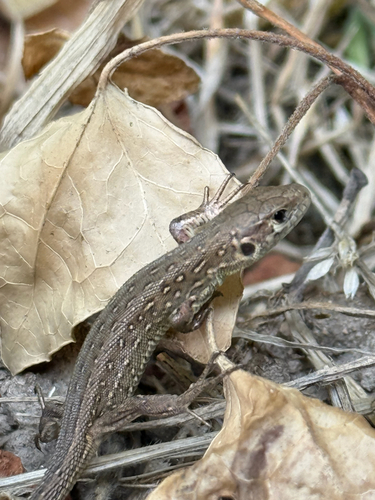 Sand Lizard