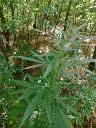 Cannabis