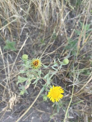 Curlycup Gumweed
