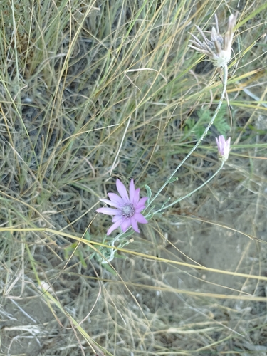 Immortelle