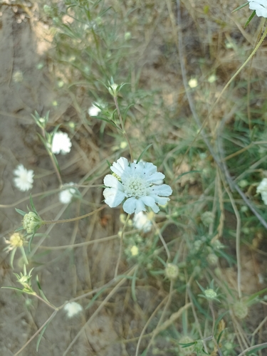Silver Scabious