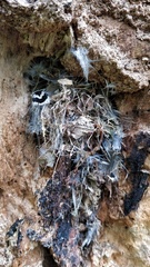 Colaptes auratus