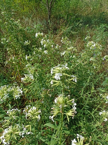 common soapwort