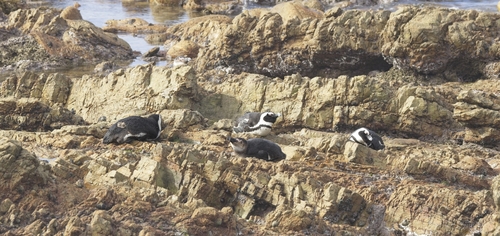 iNaturalist image
