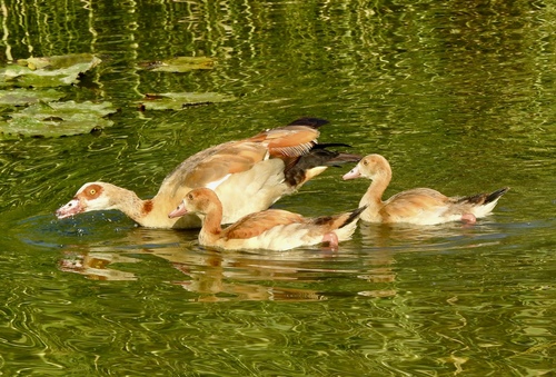 iNaturalist: (c) Noam Markus, some rights reserved (CC BY-NC), uploaded by Noam Markus iNaturalist image