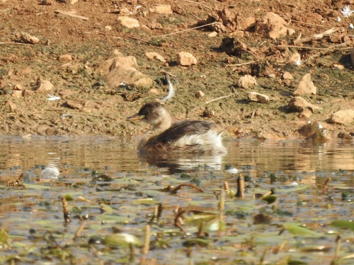 iNaturalist: (c) Noam Markus, some rights reserved (CC BY-NC), uploaded by Noam Markus iNaturalist image