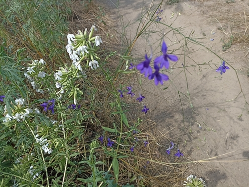 Forking Larkspur