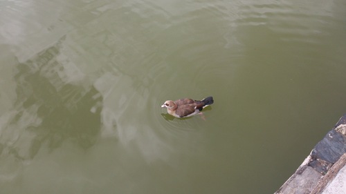 iNaturalist image