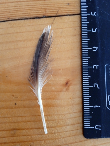 Plume de Plongeon arctique