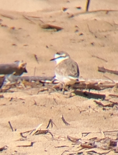 iNaturalist image
