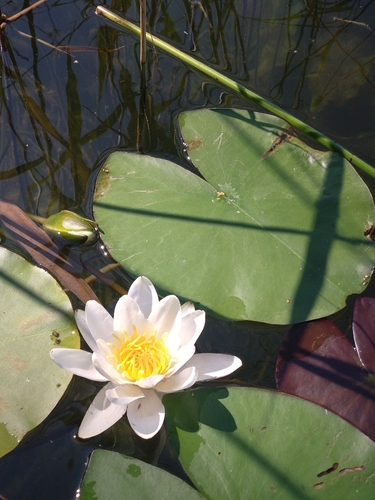 European White Waterlily