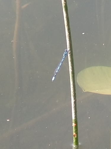Common Blue Damselfly
