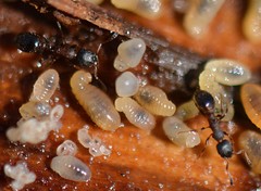 Leptothorax canadensis
