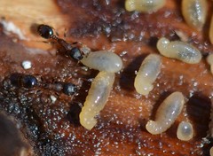 Leptothorax canadensis