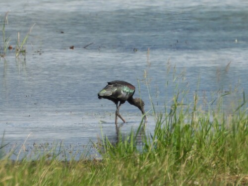iNaturalist: (c) Linus Brinker, some rights reserved (CC BY-NC), uploaded by Linus Brinker iNaturalist image