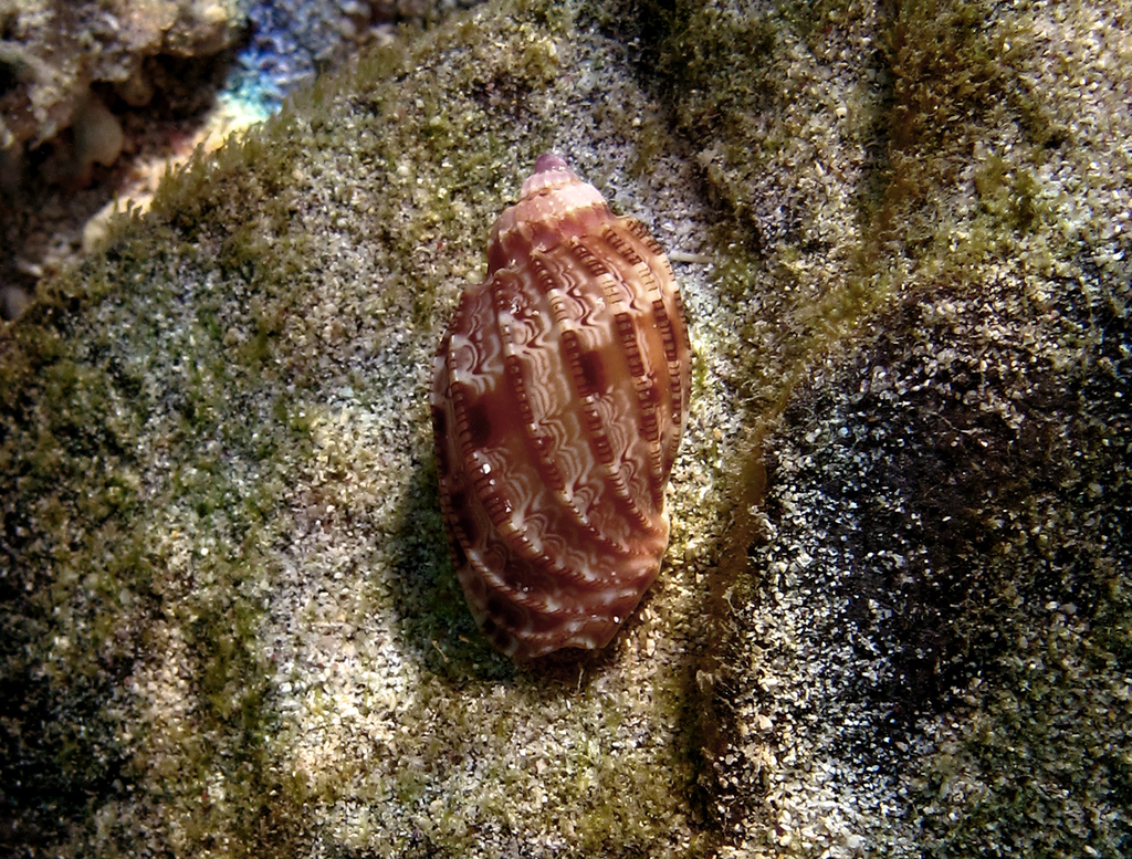 lesser harp
