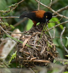 Ploceus castaneofuscus