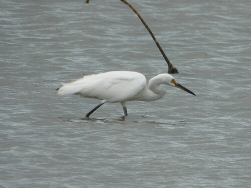 iNaturalist image