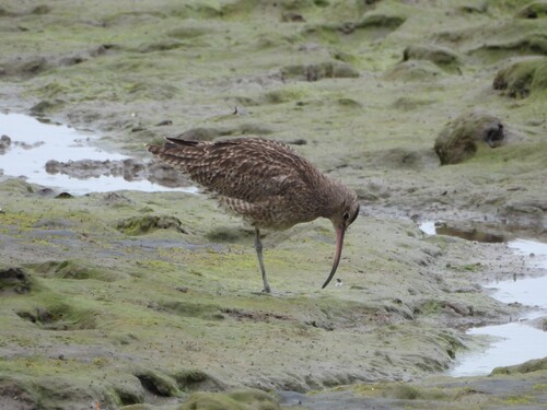 iNaturalist: (c) Linus Brinker, some rights reserved (CC BY-NC), uploaded by Linus Brinker iNaturalist image