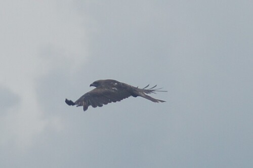 iNaturalist image