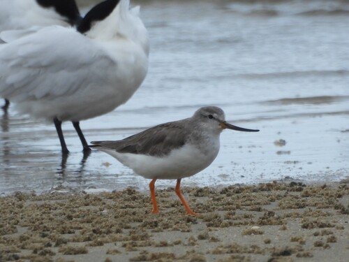 iNaturalist image