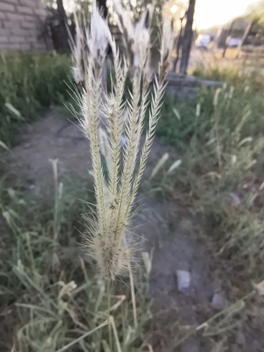 Barbas de indio
