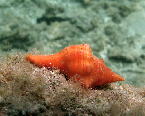 Trapezium horse conch