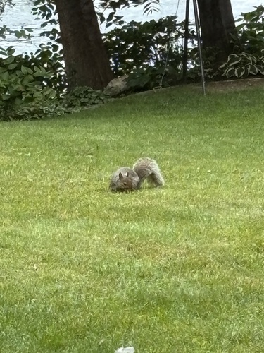 Eastern Gray Squirrel