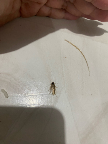 German Cockroach