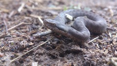 Vipera aspis zinnikeri