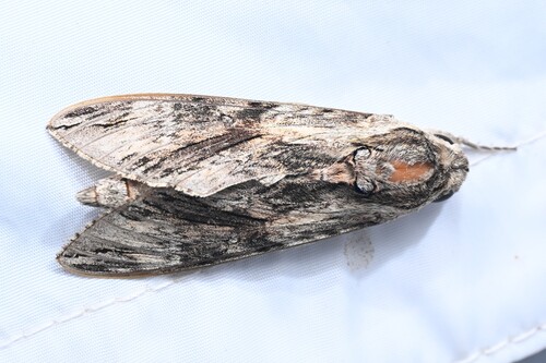 Convolvulus Hawkmoth