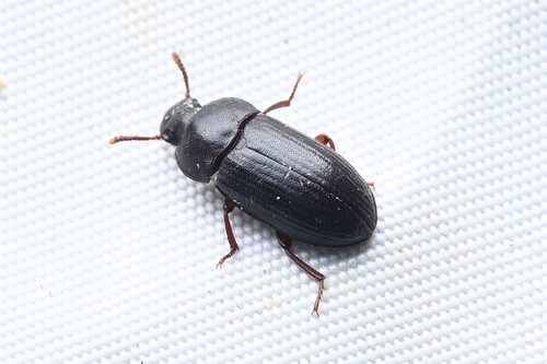 Black Fungus Beetle