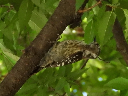 Japanese Pygmy Woodpecker