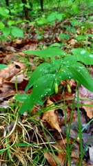 Polygonatum biflorum biflorum