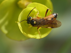 Tenthredopsis stigma