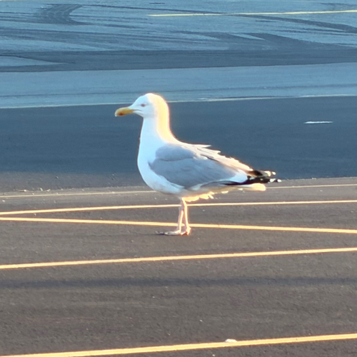 American Herring Gull