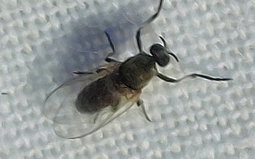 Common Blackflies