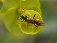 Tenthredopsis stigma