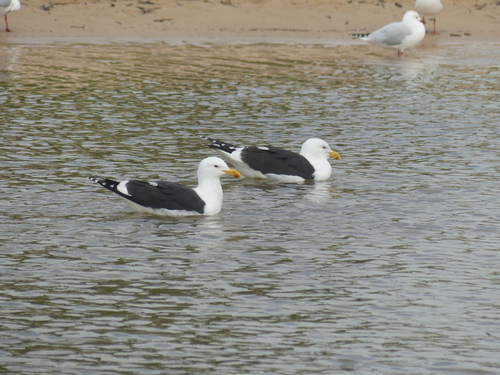 iNaturalist image