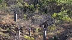 Adansonia gregorii, photograph (c) Genevieve Early, some rights reserved (CC BY)