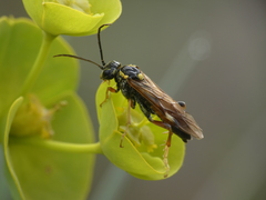 Tenthredopsis stigma