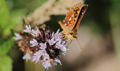 Butleria elwesi