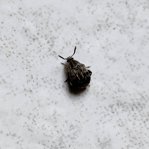 Bean Weevil