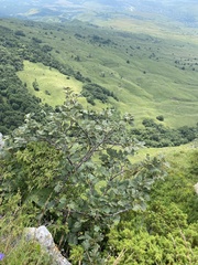 Hedlundia armeniaca, photograph Илья Руденко, CC BY, iNaturalist via GBIF